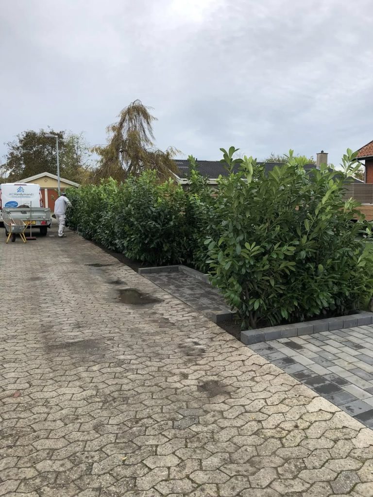 laurbærkirsebærhæk