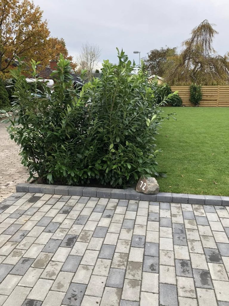 laurbærkirsebærhæk