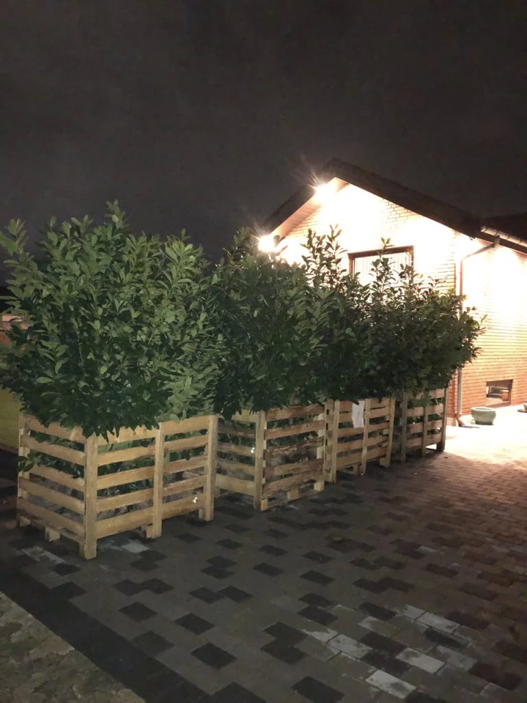 laurbærkirsebærhæk