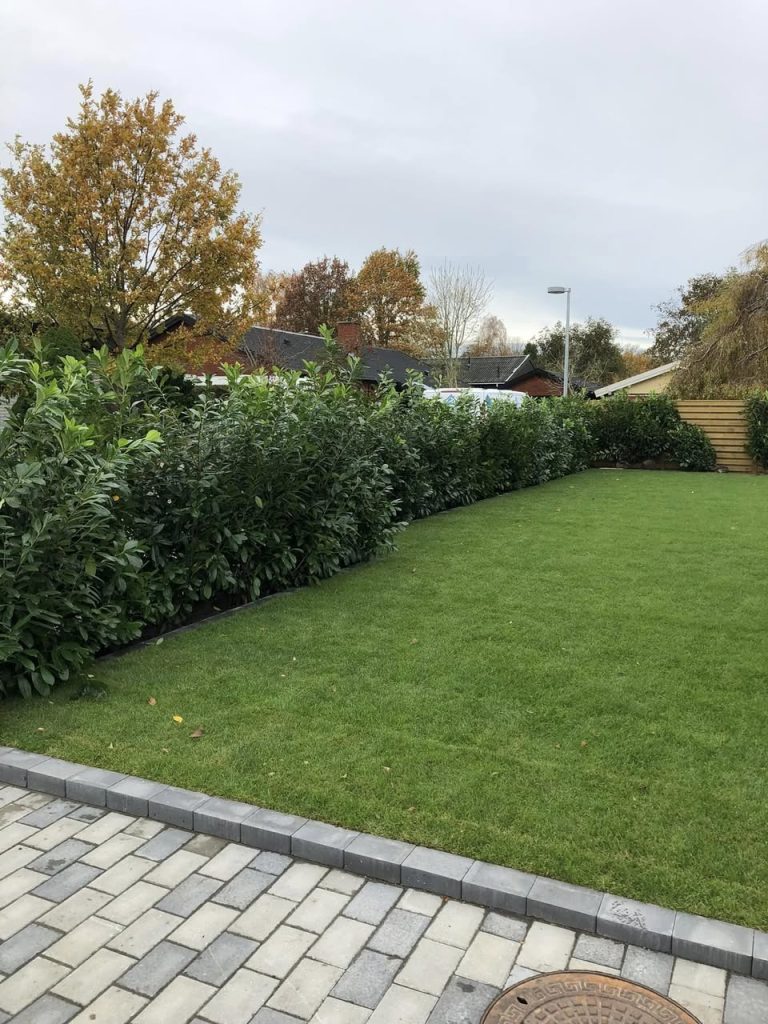 laurbærkirsebærhæk