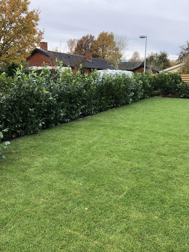 laurbærkirsebærhæk